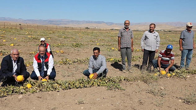 Elazığ Alpagut Köyü'nde kavun hasadı yapıldı