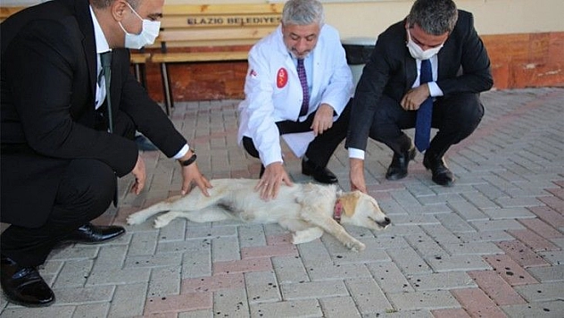 Elazığ Belediyesi 'Can Dostlarımızı' Unutmadı