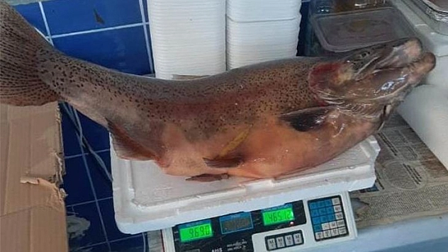 Elazığ'da 10 Kiloluk Alabalık Yakalandı