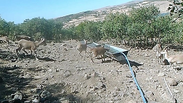 Elazığ'da 11 Aylık Yaban Hayatı Fotokapanlara Yansıdı