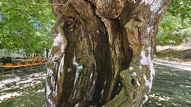 Elazığ'da 300 yıllık dut ağacı zamana direniyor