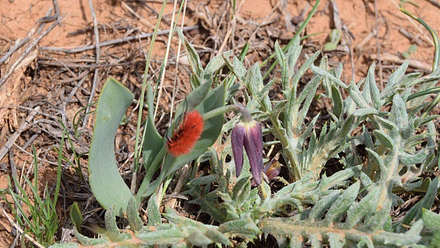 Elazığ'da 4 yılın ardından yine görüntülendi!