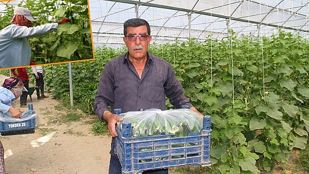 Elazığ'da 45 Derece Altında Salatalık Hasadı