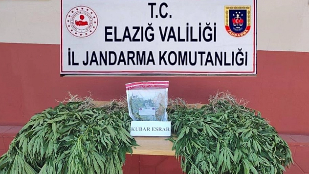Elazığ'da 462 Kök Kenevir Ele Geçirildi!