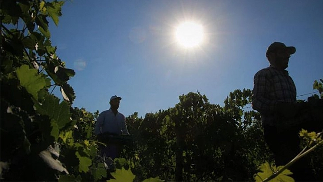 Elazığ'da 5 bin yıllık geleneksel üzüm hasadı başladı