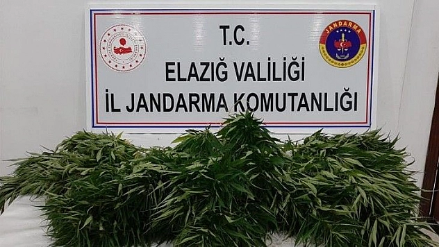 Elazığ'da 73 kök kenevir ele geçirildi