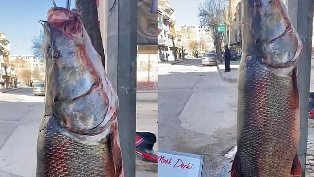 Elazığ'da 97 kilogram dev turna balığı yakalandı
