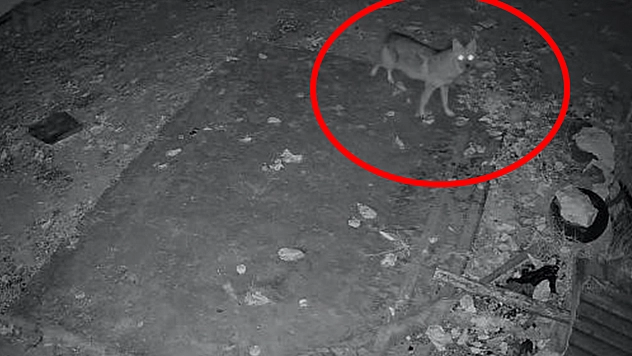 Elazığ'da aç kalan çakal köye indi