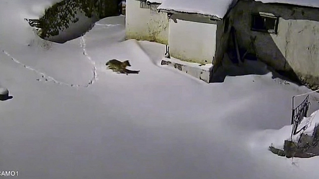 Elazığ'da aç kalan kurt evin etrafında görüntülendi