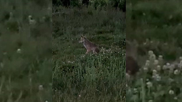 Elazığ'da aç kalan tilki, şehre indi