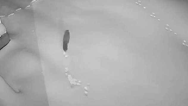 Elazığ'da Aç kalan tilki, tavşan ve sansarlar köylere indi