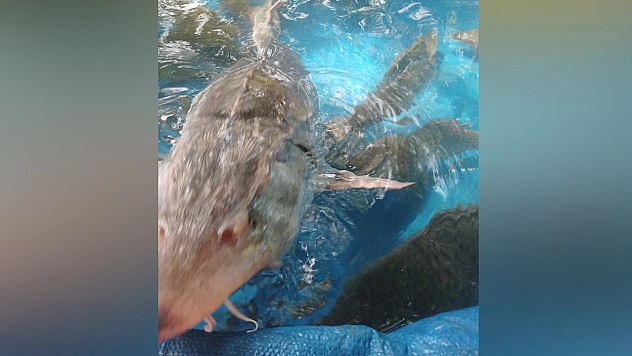 Elazığ'da ağa takılan balığın fiyatı dudak uçuklatıyor