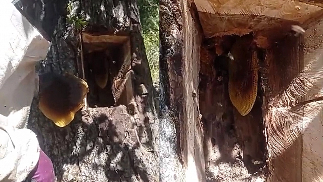 Elazığ'da ağaç kovuğundan 5 kilo bal çıktı