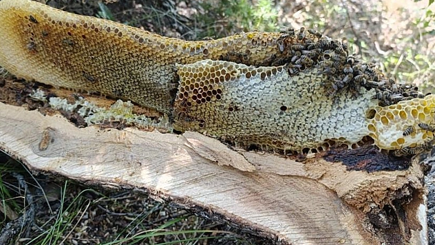 Elazığ'da ağaç kovuğundan kilo kilo bal çıktı