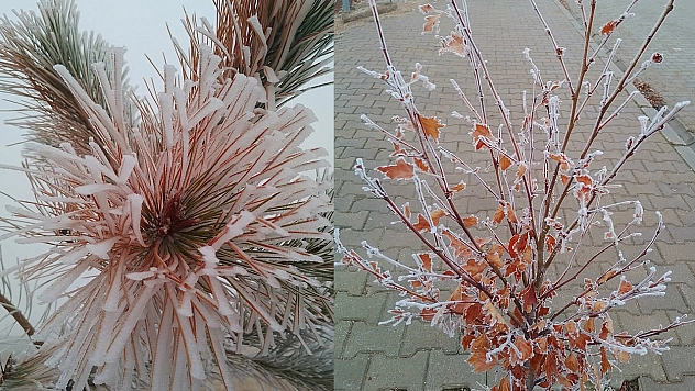 Elazığ'da ağaçlar ve bitkiler kırağı tuttu