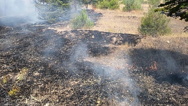 Elazığ'da ağaçlık alanda örtü yangını