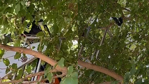 Elazığ'da Ağaçta Asılı Kalan Kargayı İtfaiye Kurtardı