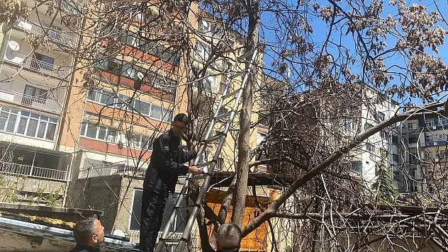 Elazığ'da ağaçta mahsur kalan kedi itfaiye ekiplerince kurtarıldı
