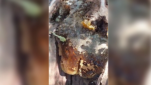 Elazığ'da ağaçtan bal hasadı: 13 kilo bal çıktı