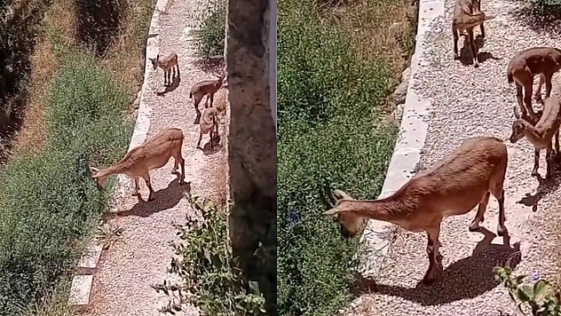 Elazığ'da anne ve yavru dağ keçileri yiyecek ararken görüntülendi