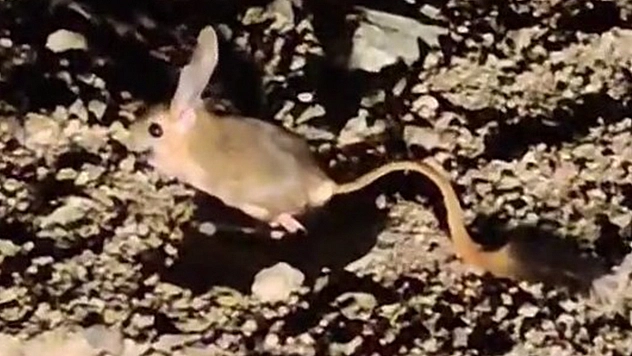 Elazığ'da Arap tavşanı görüntülendi