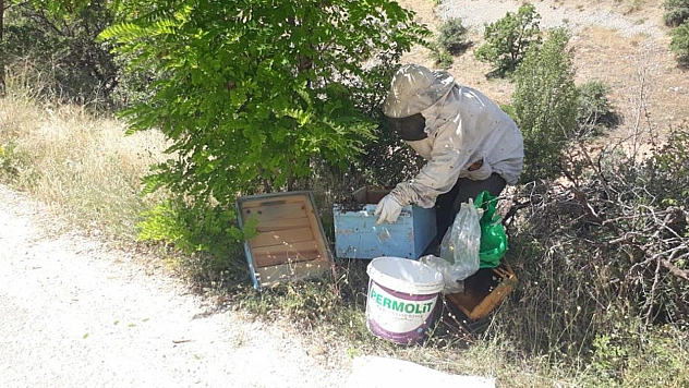 Elazığ'da Arılar Grevde!