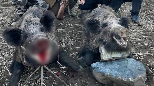 Elazığ'da avcılar 200 kiloluk 2 domuz avladı