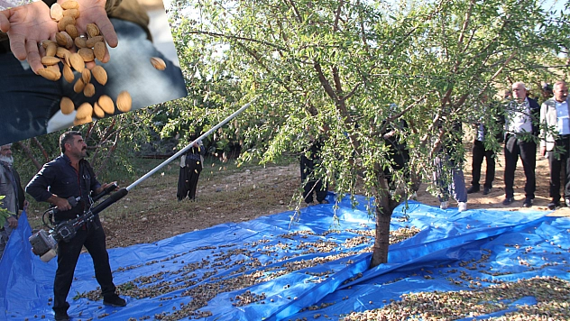 Elazığ'da Badem Hasadı Sürüyor