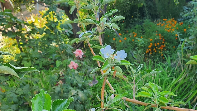 Elazığ'da bahar sürprizi