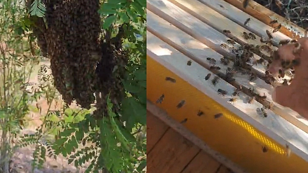 Elazığ'da Bal Arılarını Elleriyle Topladı