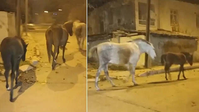 Elazığ'da başıboş atlar cadde ve sokaklarda ilginç görüntüler oluşturdu