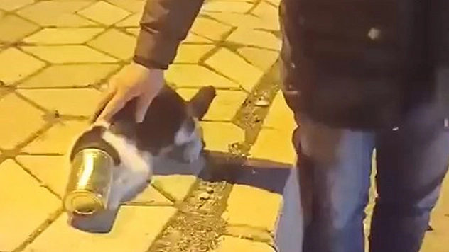Elazığ'da başına konserve sıkışan kedi kurtarıldı