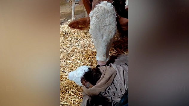 Elazığ'da Bayram sabahı doğan buzağıyı görünce türküler söyledi