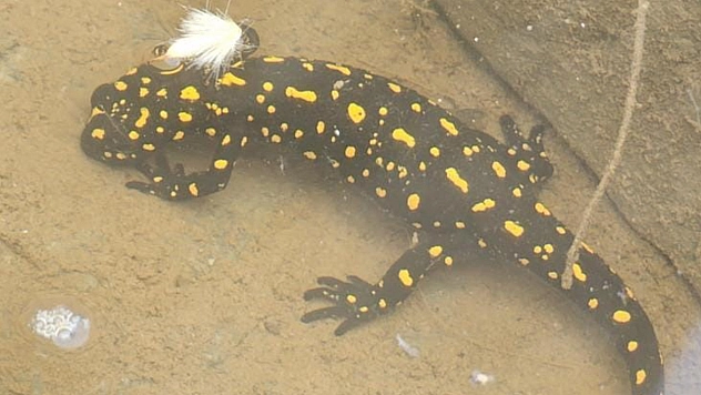 Elazığ'da benekli semender görüntülendi
