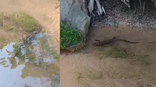 Elazığ'da benekli semender görüntülendi