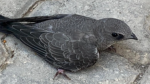 Elazığ'da bir vatandaş Ebabil kuşunu koruma altına aldı