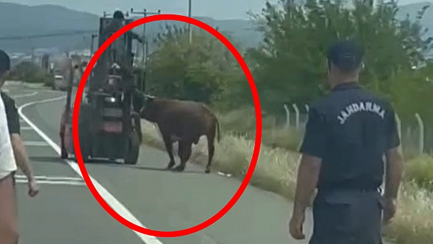 Elazığ'da boğa trafiği karıştırdı: Jandarma peşine düştü