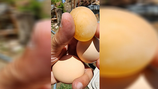 Elazığ'da bu yumurtayı gören gözlerine inanamadı