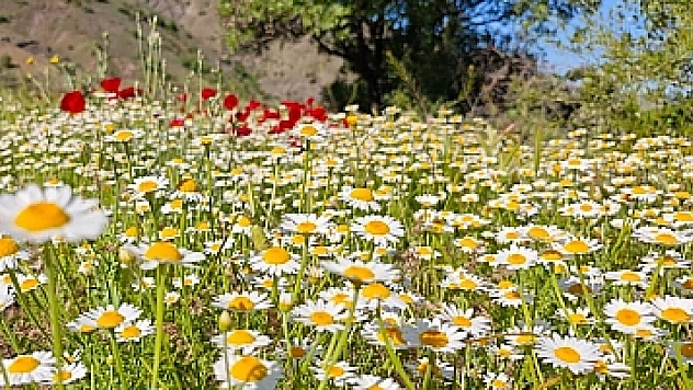 Elazığ'da bugün hava nasıl olacak? (1 Ağustos 2025)