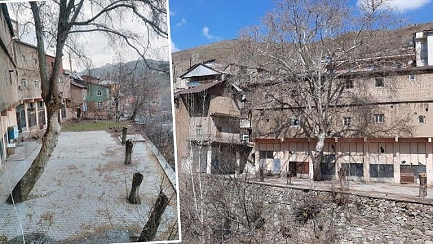 Elazığ'da bulunan 115 yıllık 'Dua çınarı' tescillendi