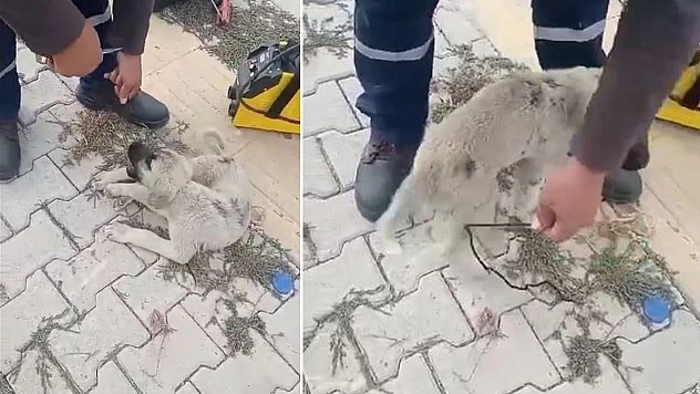 Elazığ'da büyük vicdansızlık: Yavru köpeğe bakın ne yaptılar...
