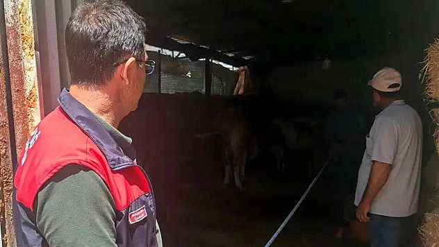 Elazığ'da büyükbaş hayvancılık işletmelerine sıkı denetim