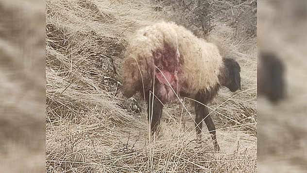 Elazığ'da çakal koyun sürüsüne daldı onlarca koyun telef oldu