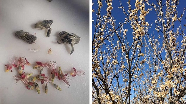 Elazığ'da çiçek açan kaysı ağaçlarını don vurdu