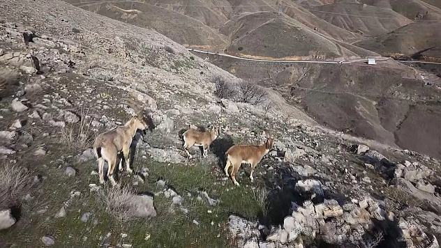 Elazığ'da dağ keçileri dron ile görüntülendi