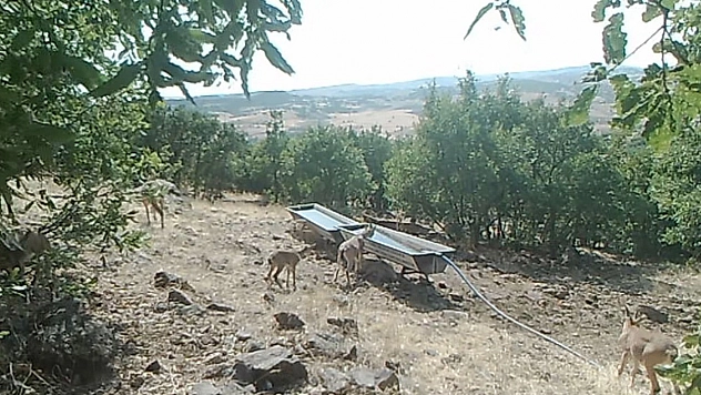Elazığ'da dağ keçileri fotokapanlara yansıdı