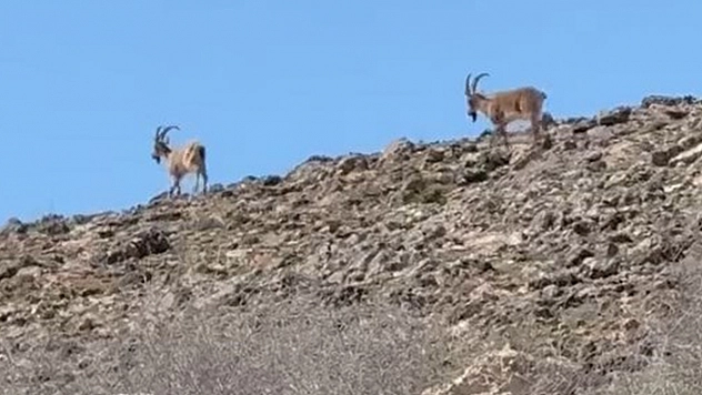 Elazığ'da dağ keçileri görüldü