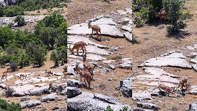 Elazığ'da dağ keçileri, görüntüleri ile hayran bıraktı
