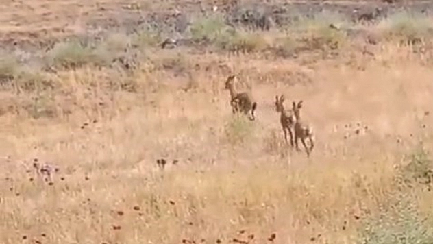 Elazığ'da dağ keçileri görüntülendi