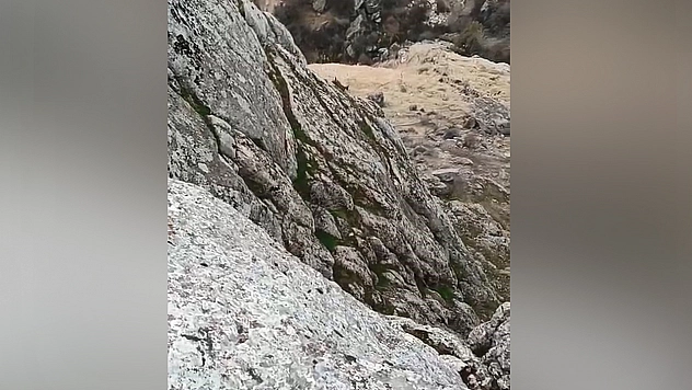 Elazığ'da dağ keçileri görüntülendi